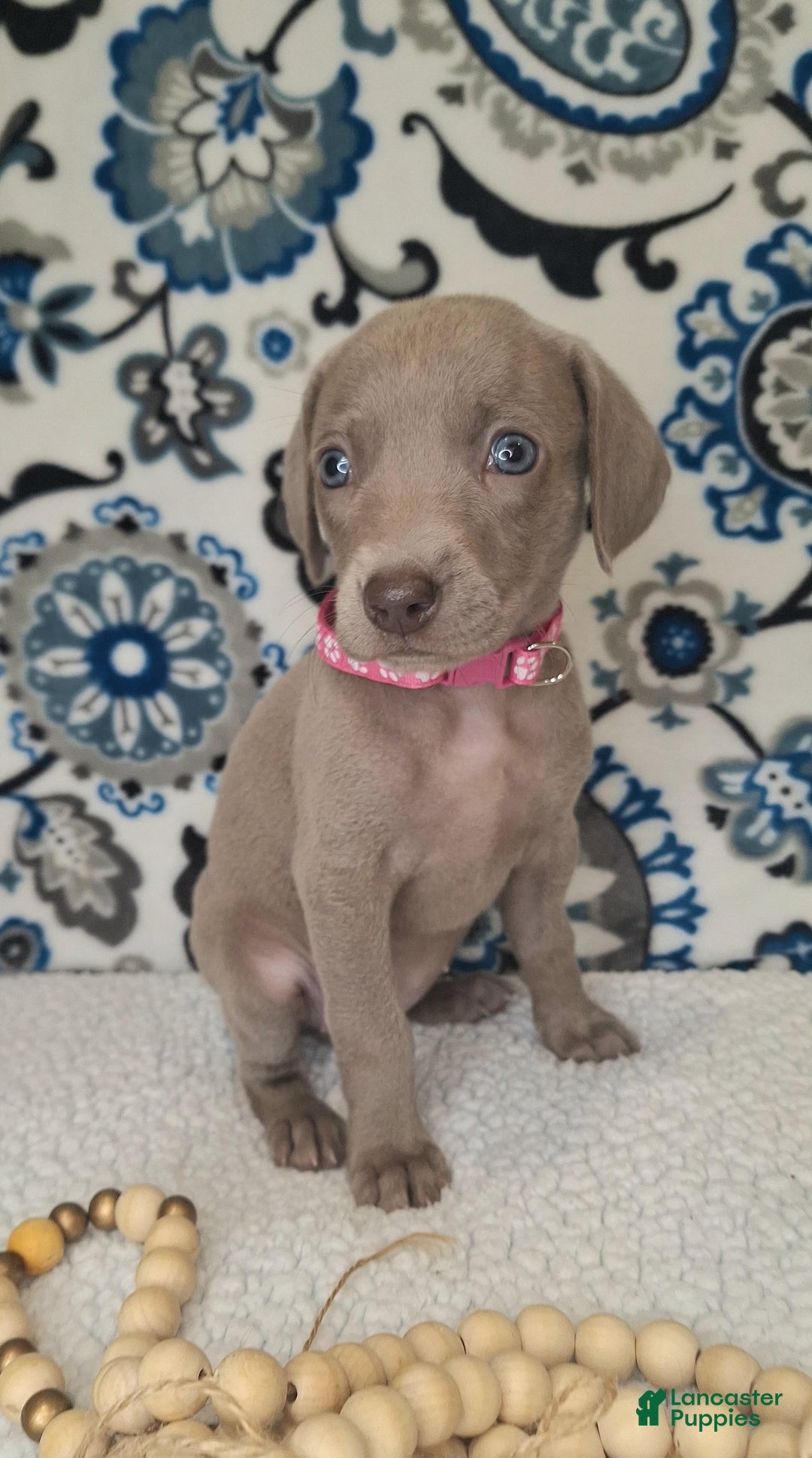Weimaraner dogs for sale: Diamond - Ad 22