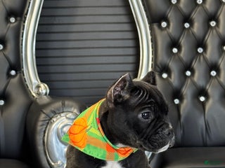 American Bully dogs - Ad 2