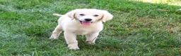 Golden Retriever dogs for sale: Twinkle - Ad 1