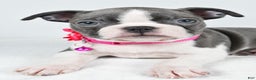 Boston Terrier dogs for sale: Wisteria - Ad 5