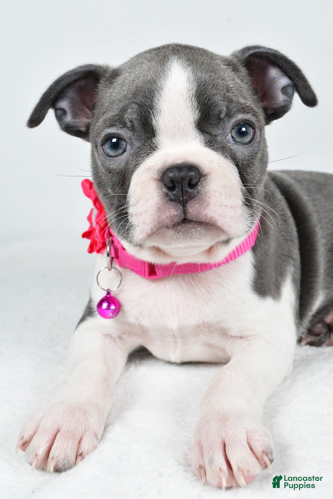 Boston Terrier dogs for sale: Wisteria - Ad 5