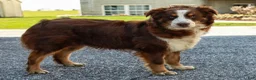 Australian Shepherd dogs for sale: Crystal - Ad 10