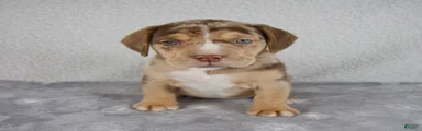Archie