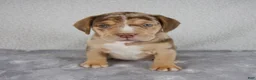 Beabull dogs for sale: Archie - Ad 1