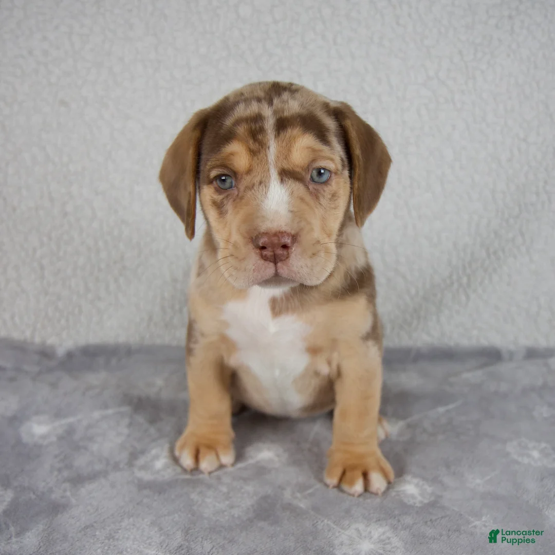Beabull dogs for sale: Archie - Ad 1