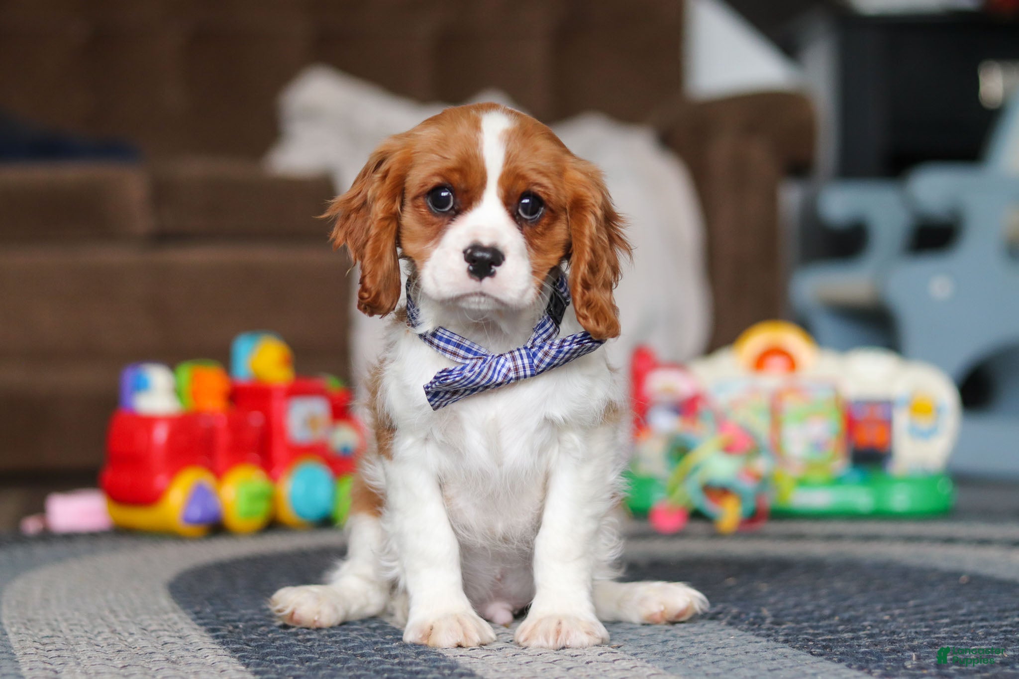 Cavalier King Charles Spaniel dogs Oscar - Ad 1