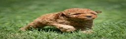 Miniature Poodle dogs for sale: Charm Miniature Poodle  - Ad 3