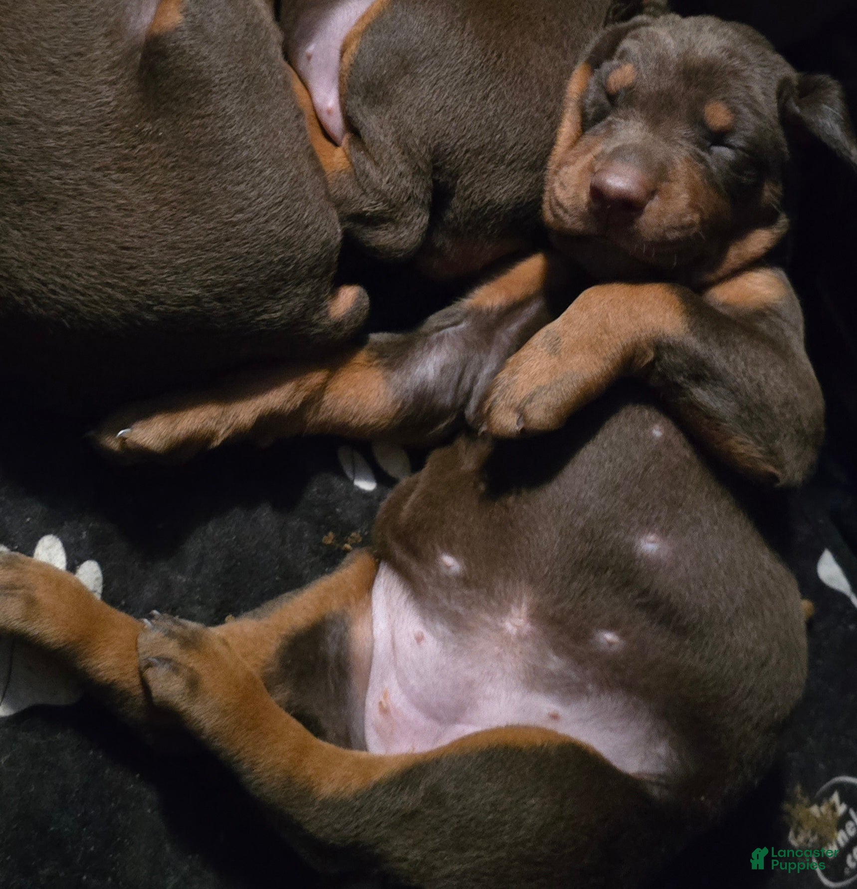 Doberman Pinscher dogs Athena - Ad 2