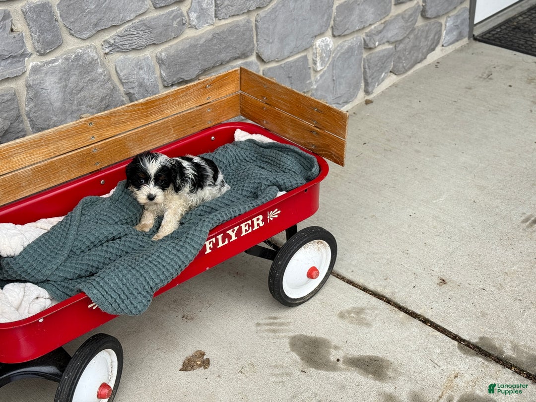 Cavapoo dogs for sale: Arlo - Ad 22