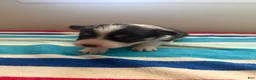 Welsh Corgi Pembroke dogs for sale: Joy - Ad 7