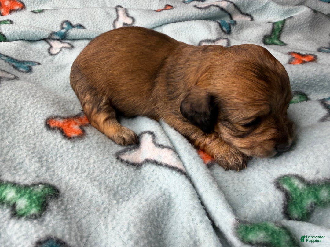 Miniature Dachshund dogs for sale: ee cream - Ad 36