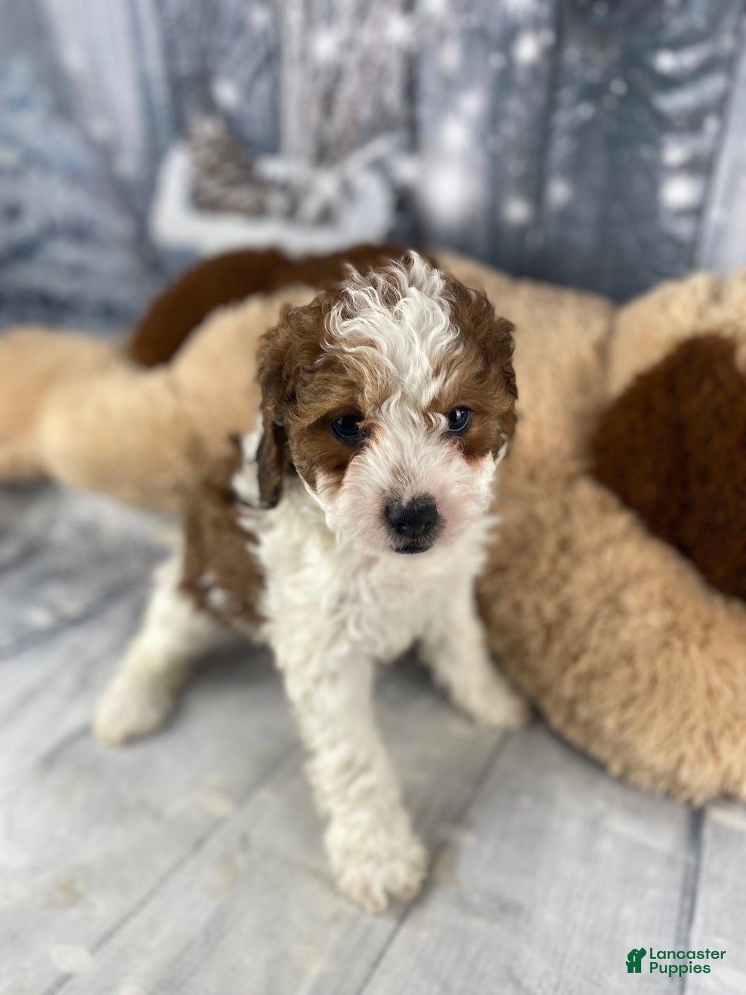 Cavapoo dogs for sale: Colt - Ad 5