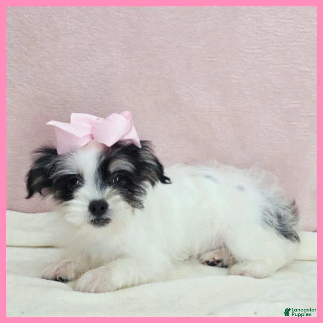 Yorkiepoo dogs for sale: Josie - Ad 1