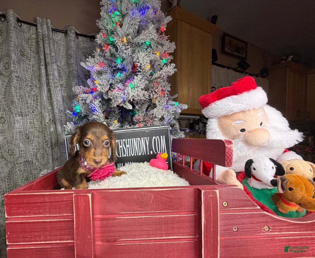 Miniature Dachshund dogs for sale: AKC Russian  - Ad 7