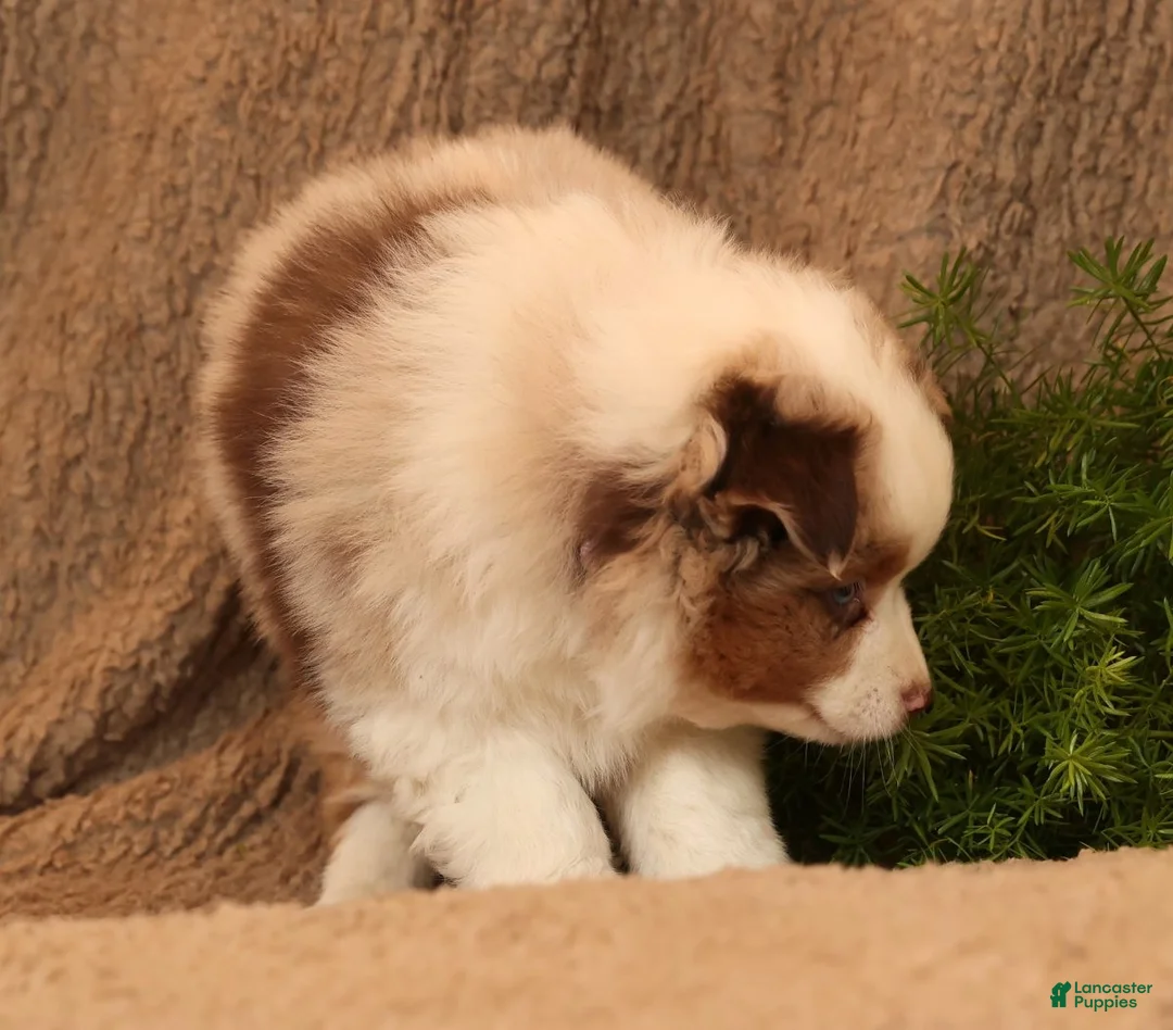 Miniature Australian Shepherd dogs for sale: Carmen - Ad 3