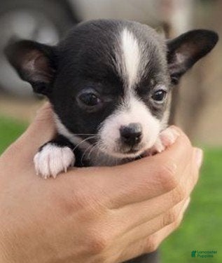 Chihuahua dogs Cherry - Ad 11