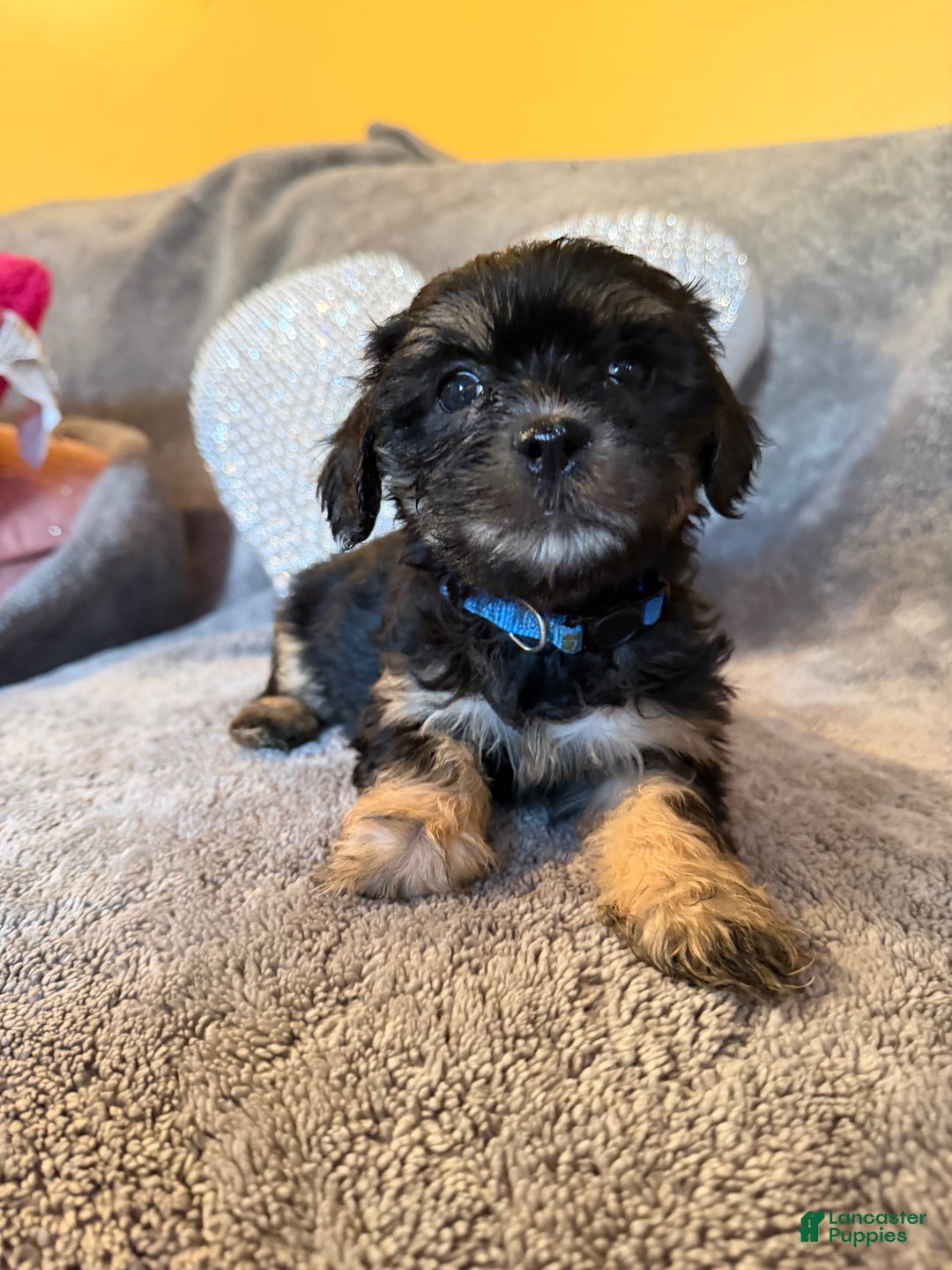 Mixed Breed dogs for sale: Mixed Breed Puppy 2 - Ad 1