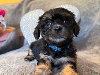 Mixed Breed dogs Mixed Breed Puppy 2 - Ad 4