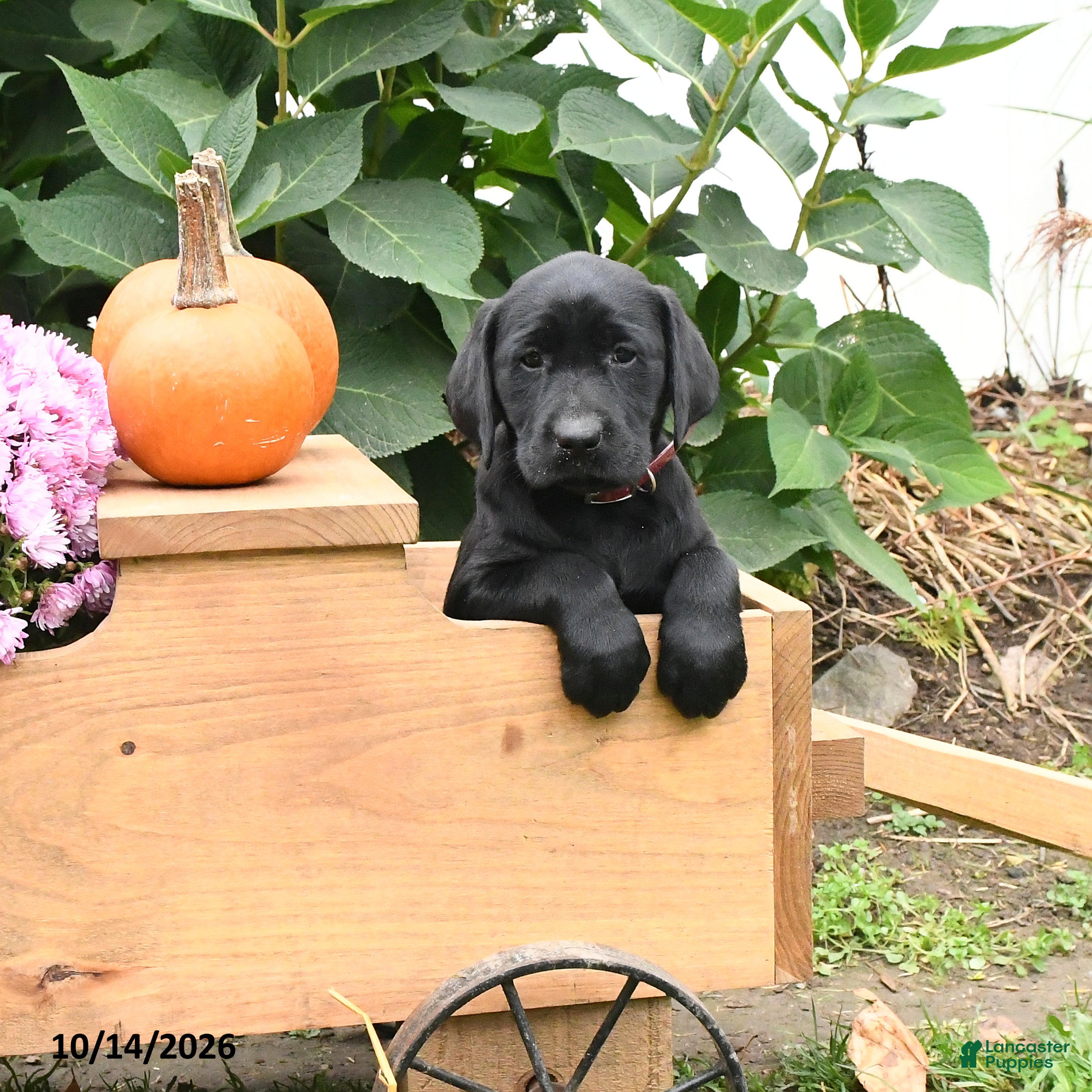 Labrador Retriever dogs Taffy - Ad 1