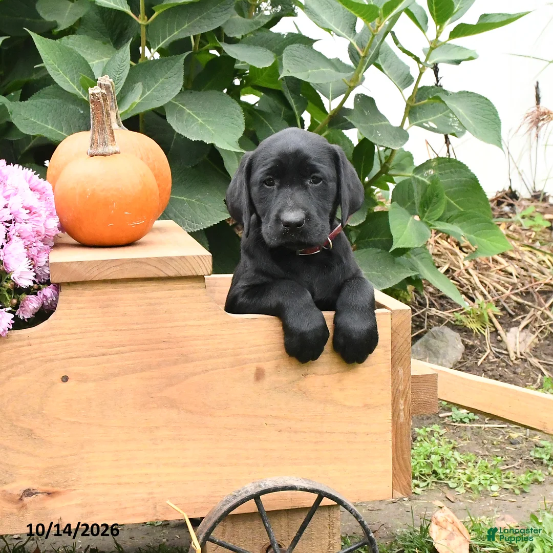 Labrador Retriever dogs for sale: Taffy - Ad 1