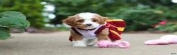 Cavapoo dogs for sale: Dolly - Ad 16