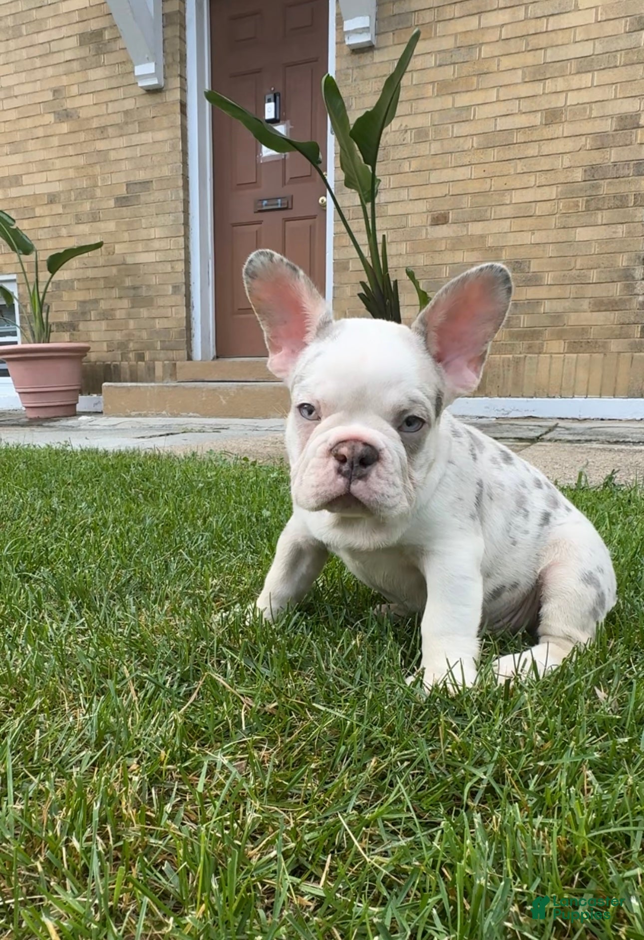 French Bulldog dogs French Bulldog Merle  - Ad 2