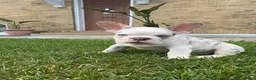 French Bulldog dogs for sale: French Bulldog Merle  - Ad 2