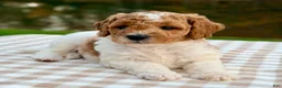 Goldendoodle dogs for sale: Nutmeg-mini  - Ad 6