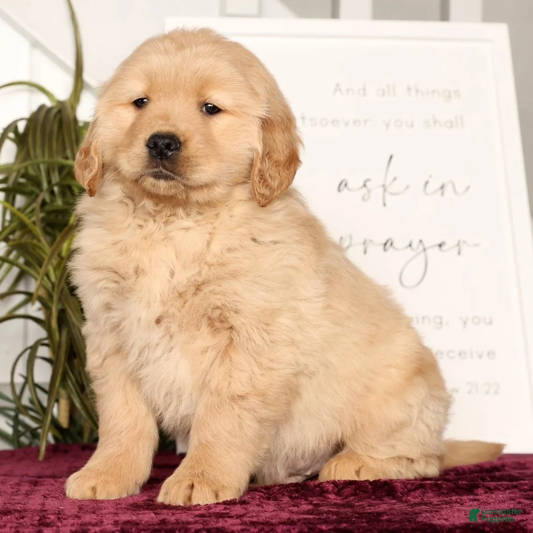 Golden Retriever dogs for sale: Ricky - Ad 3