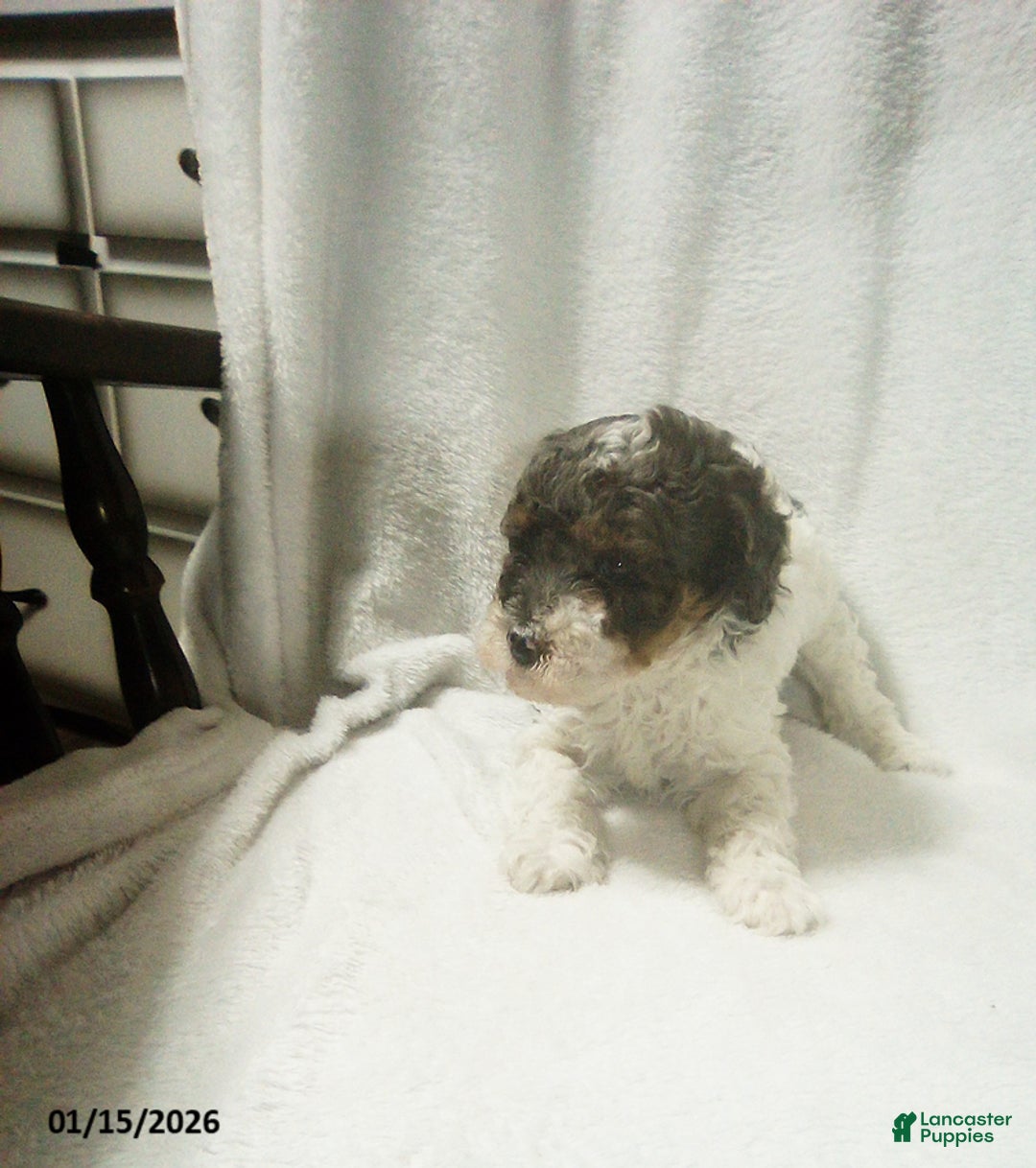 Toy Poodle dogs for sale: Emma - Ad 5