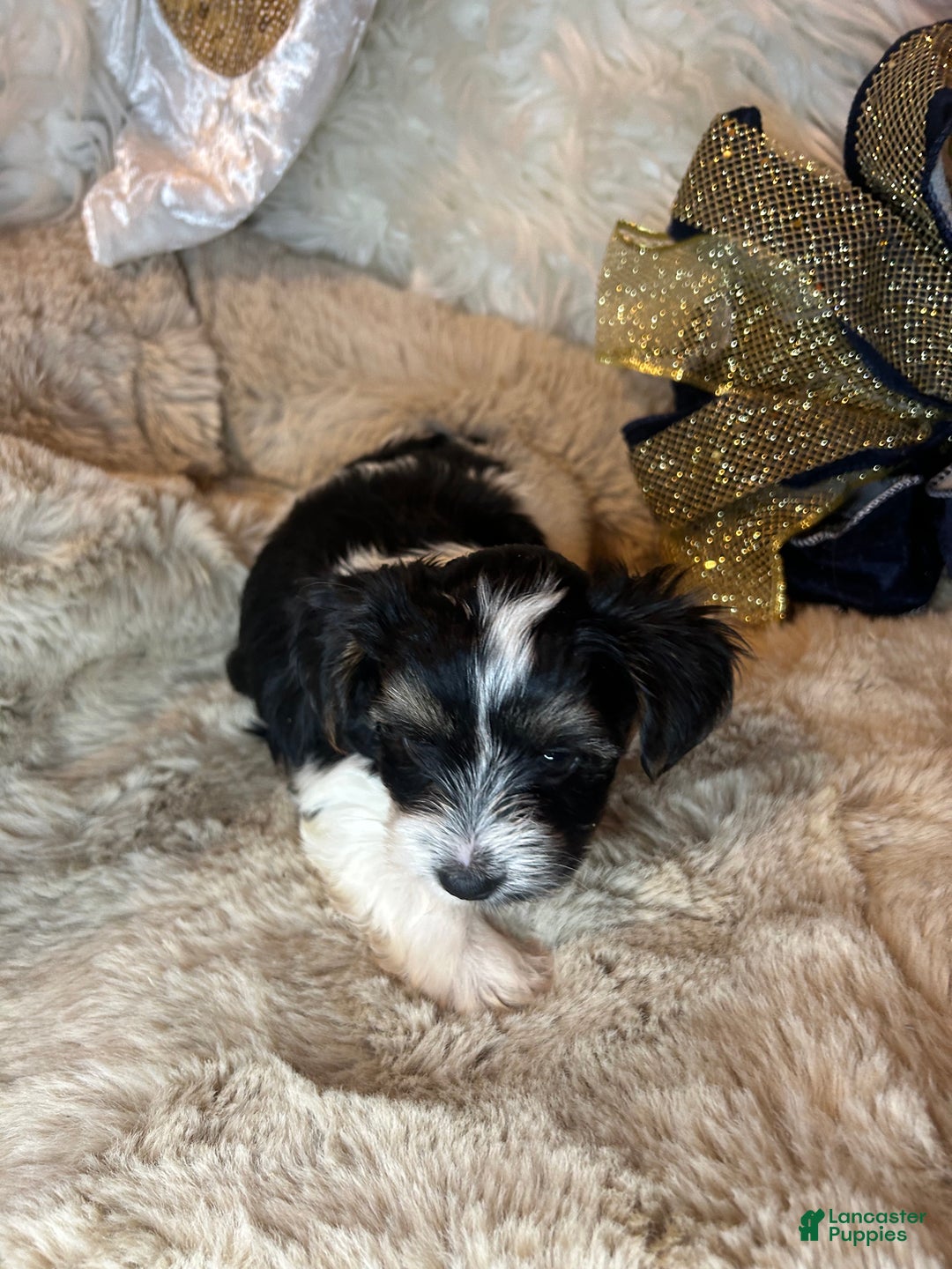 Mixed Breed dogs for sale: Dylan  - Ad 6