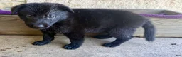 German Shepherd dogs for sale: Gwen - Ad 9