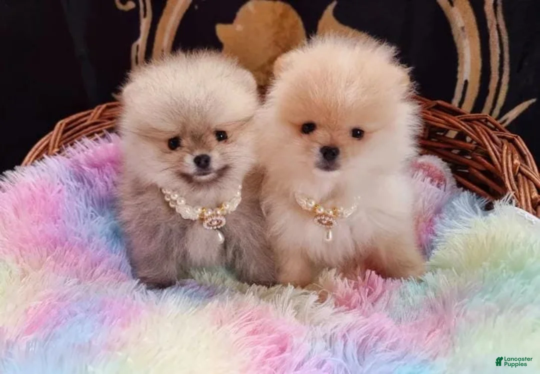 Pomeranian dogs for sale: Freya - Ad 11