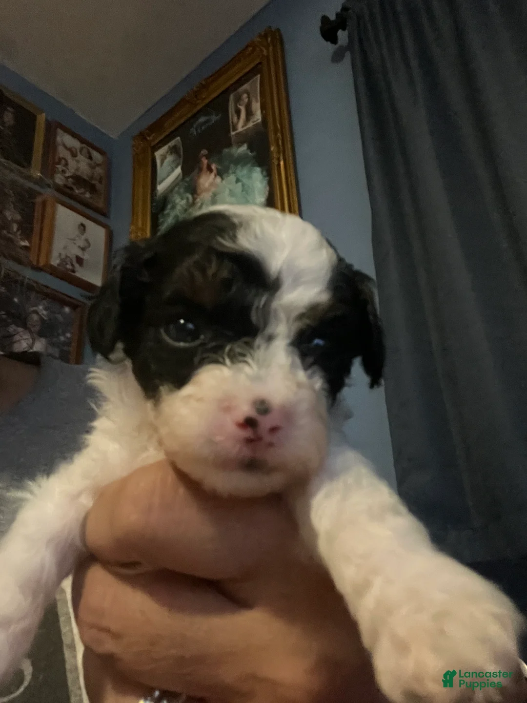 Miniature Poodle dogs for sale: Bud /  blue collar - Ad 2