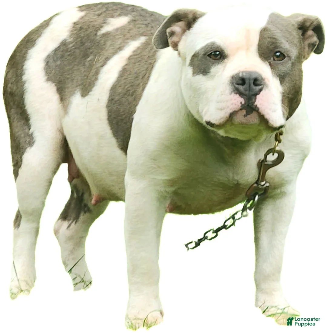 American Bully dogs for sale: Nala - Ad 2