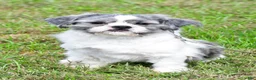Shih Tzu dogs for sale: Ace - Ad 8