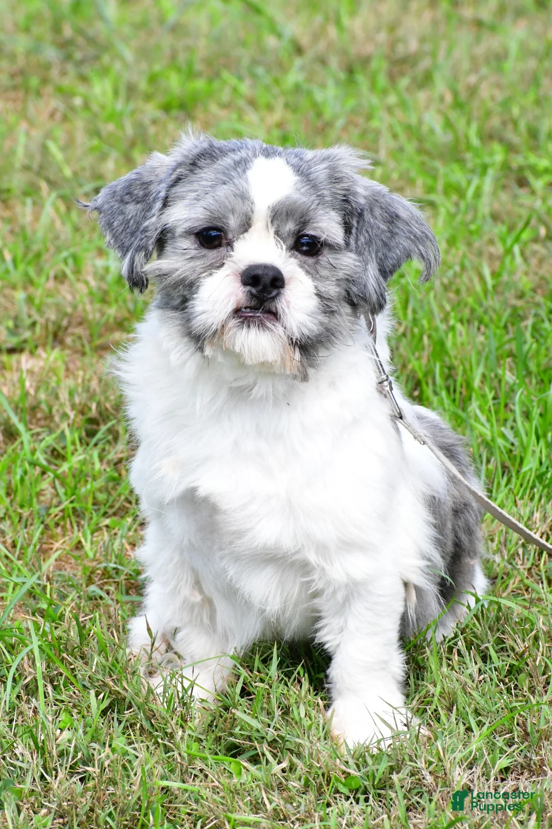 Shih Tzu dogs for sale: Ace - Ad 8