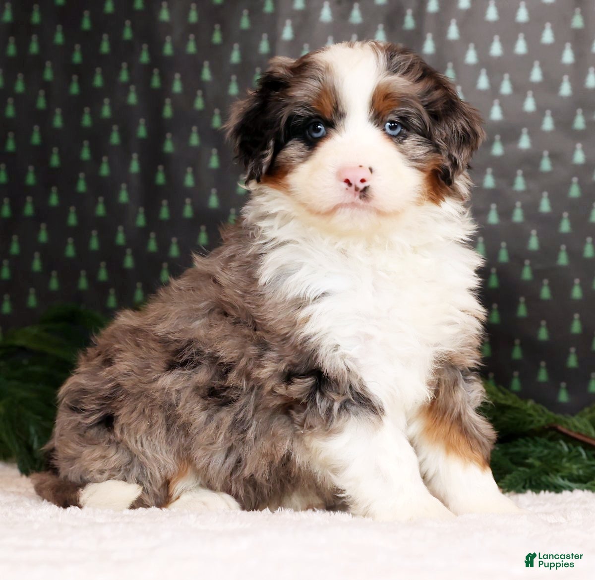 Mini Bernedoodle dogs River - Ad 40