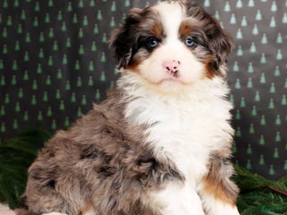 Mini Bernedoodle dogs River - Ad 40