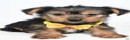 Yorkshire Terrier dogs for sale: Waylon - Ad 7