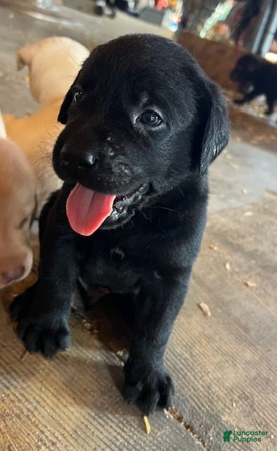 Labrador Retriever dogs Labrador Retriever - Ad 13