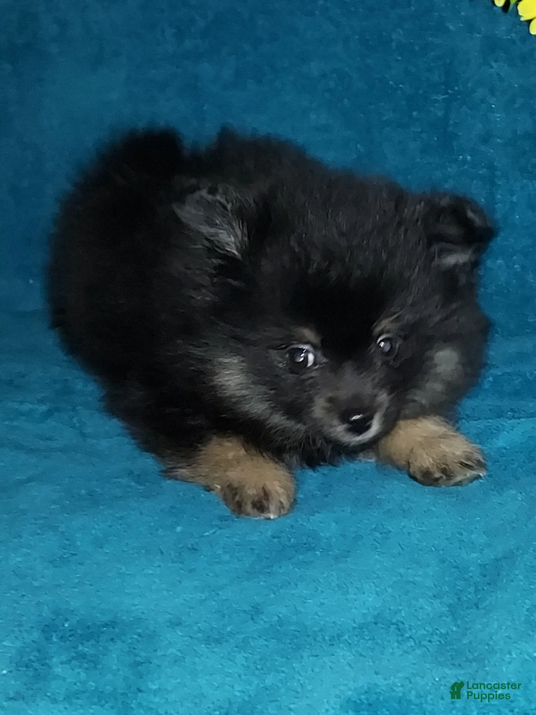 Pomeranian dogs for sale: Little Biddy - Ad 4