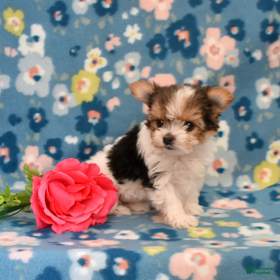 Yorkshire Terrier dogs for sale: Gemma  - Ad 3