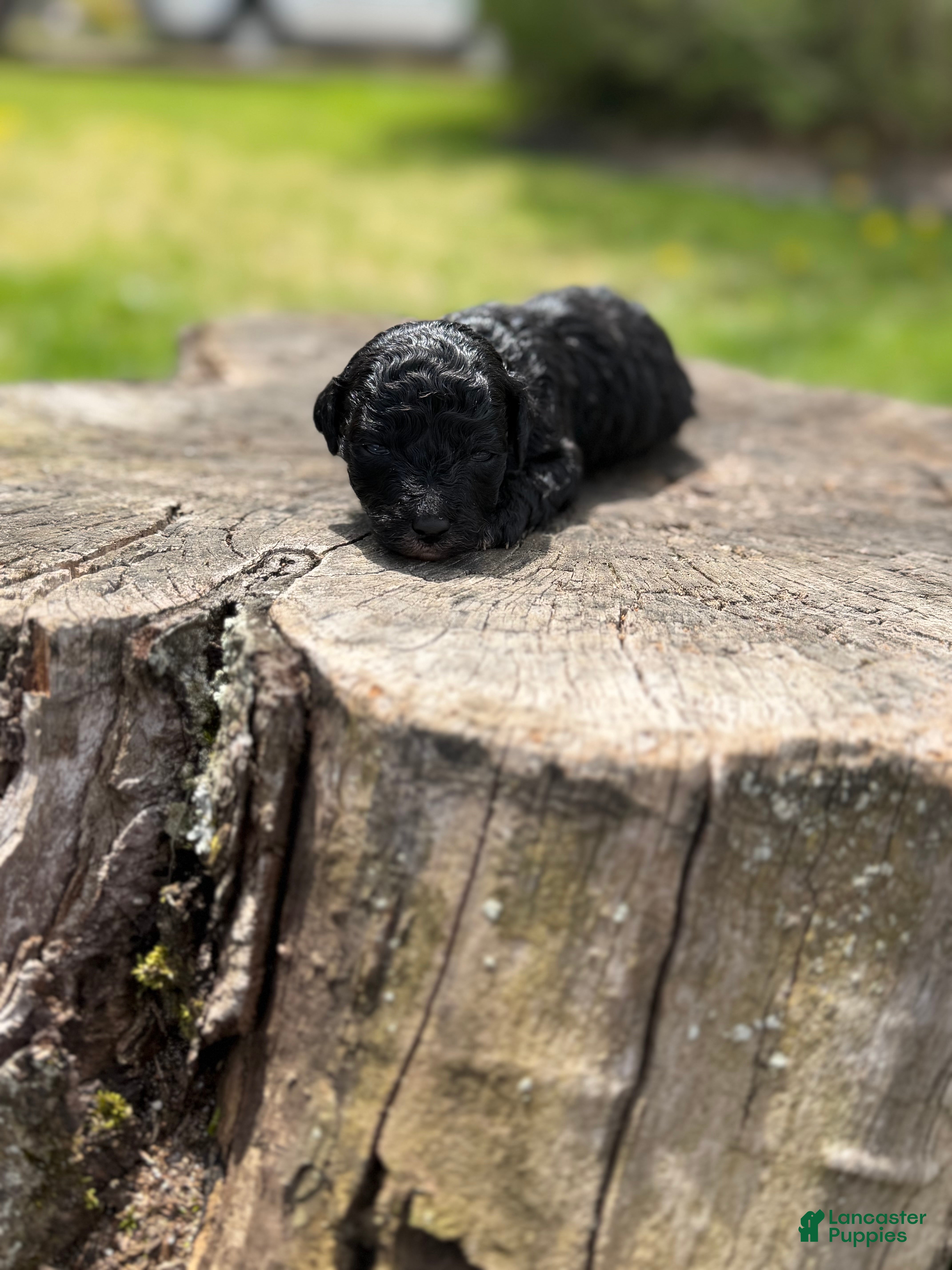 Toy Poodle dogs Tux - Ad 1