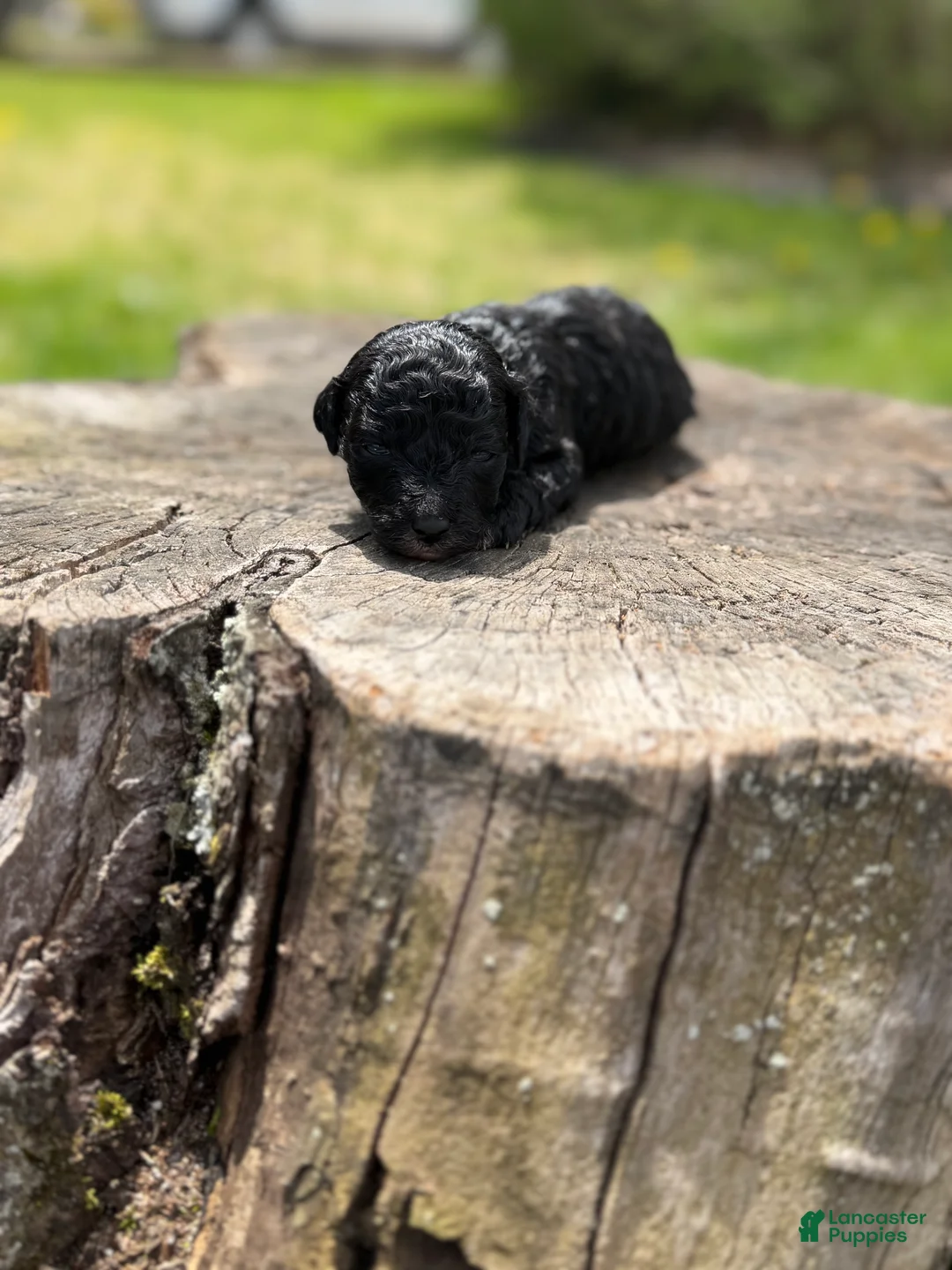 Toy Poodle dogs for sale: Tux - Ad 1