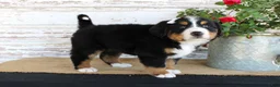 Bernese Mountain Dog dogs for sale: Madison - Ad 7