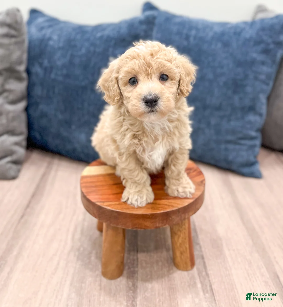 Bichpoo dogs for sale: Thor - Ad 2