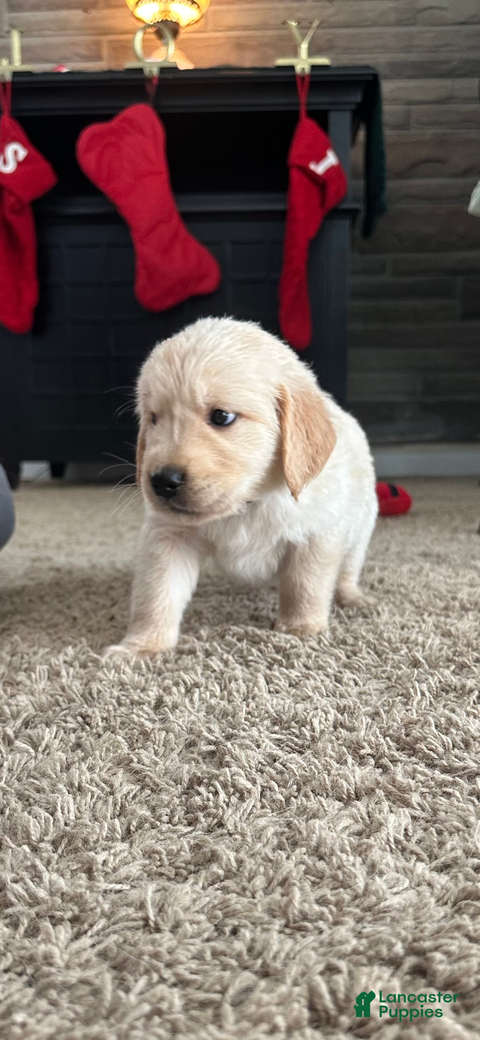 Golden Retriever dogs Raider - Ad 23