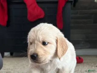 Golden Retriever dogs Raider - Ad 23