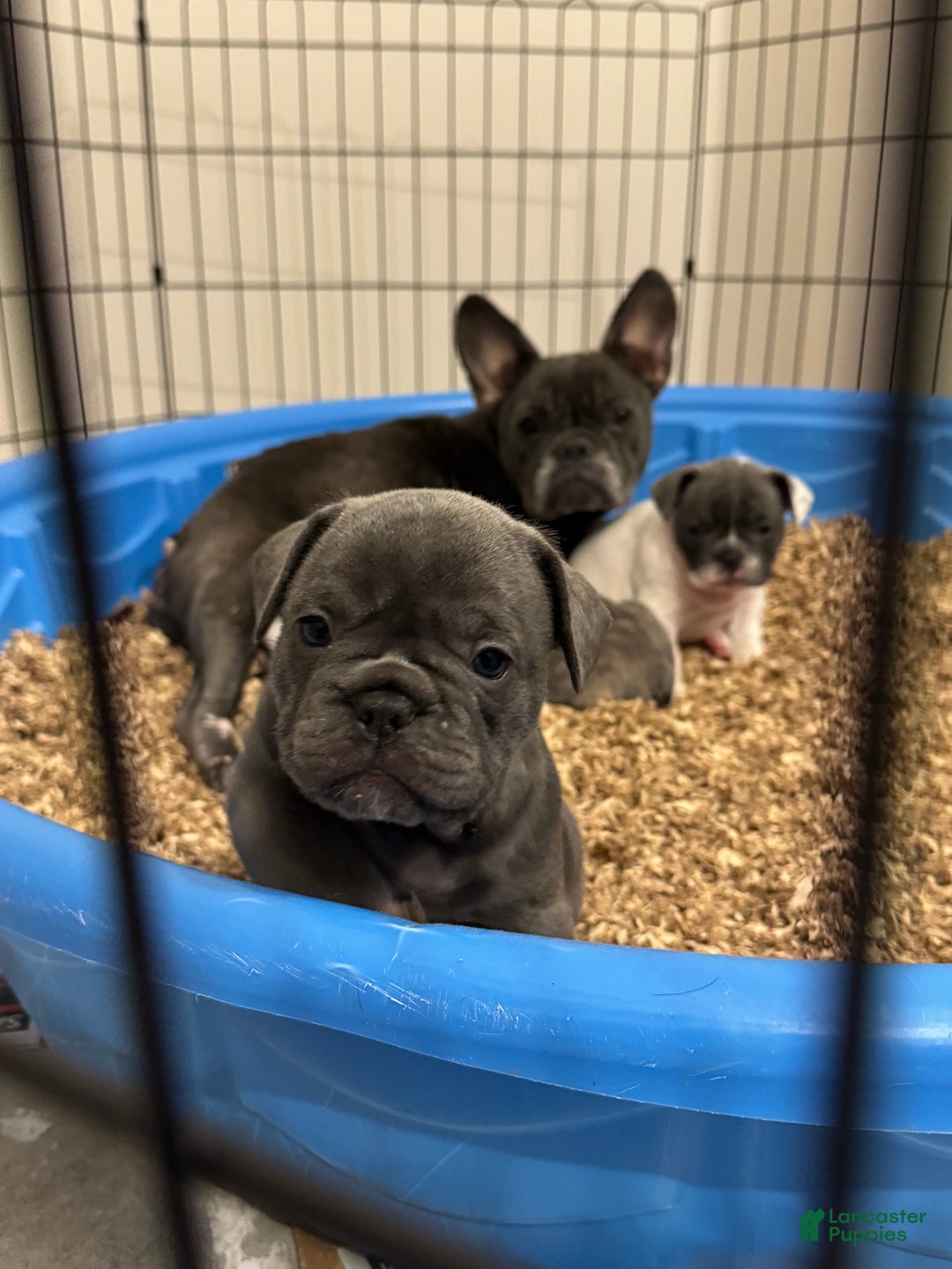 French Bulldog dogs for sale: Carmela - Ad 3